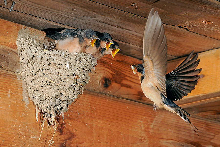 The Barn Swallow: Benefits to the Farm - Brown Barn Farm