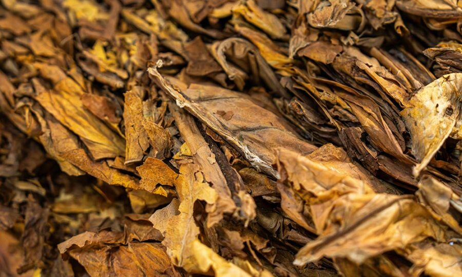 can tobacco be used as a dewormer How Indigenous Tribes in North America Used Tobacco in Spiritual Ceremonies